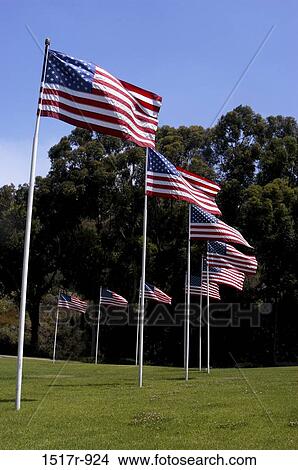 Low angle view of American flags fluttering in a garden View Large Photo Image Picture - Low angle view of American flags fluttering in a garden. Fotosearch