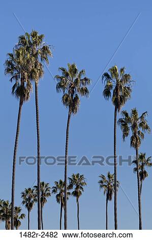 Stock Image - Low angle view of palm trees, La Jolla, California, USA. Fotosearch