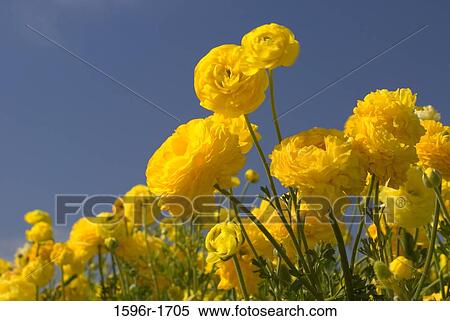 Low angle view of Persian buttercup (Ranunculus Asiaticus) flowers View Large Photo Image Stock Photography - Low angle view of Persian buttercup (Ranunculus Asiaticus) flowers. Fotosearch