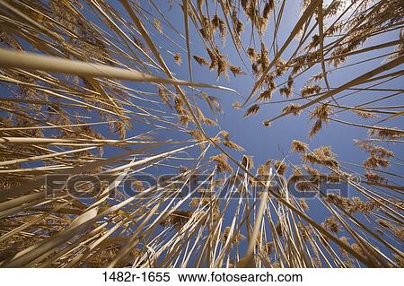 Low angle view of reeds, Bear River Migratory Bird Refuge, Ogden, Utah, USA View Large Photo Image Stock Photography - Low angle view of reeds, Bear River Migratory Bird Refuge, Ogden, Utah, USA. Fotosearch