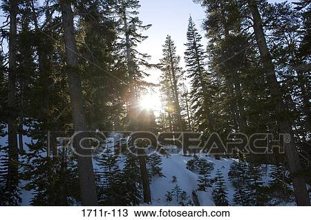 Low angle view of trees in a forest, Heavenly Mountain, Lake Tahoe, California, USA View Large Photo Image Stock Image - Low angle view of trees in a forest, Heavenly Mountain, Lake Tahoe, California, USA. Fotosearch