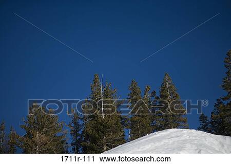 Low angle view of trees on a hill, Heavenly Mountain, Lake Tahoe, California, USA View Large Photo Image Stock Image - Low angle view of trees on a hill, Heavenly Mountain, Lake Tahoe, California, USA. Fotosearch