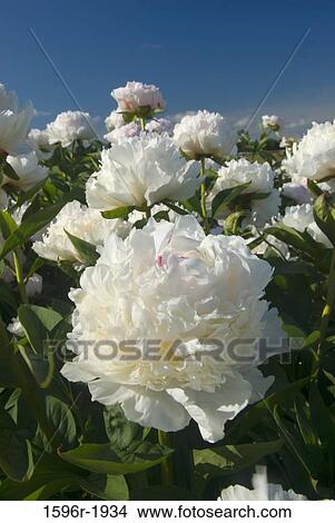 Madame de Verneville Peonies in a garden, Adelman Peony Gardens, Brooks, Marion County, Oregon, USA View Large Photo Image Picture - Madame de Verneville Peonies in a garden, Adelman Peony Gardens, Brooks, Marion County, Oregon, USA. Fotosearch