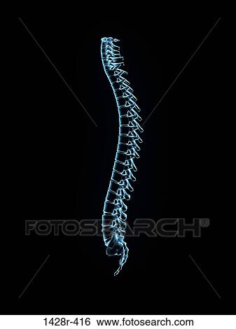 Stock Photograph - Male spine side view in blue X-ray 2, Digitally Generated Image by Hank Grebe. Fotosearch