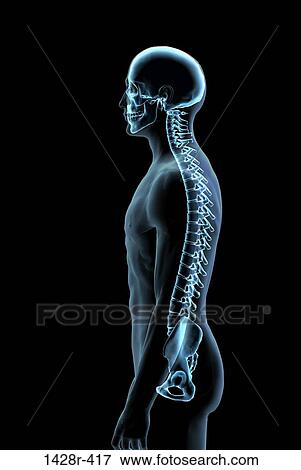 Stock Photo - Male spine side view in blue X-ray 3, Digitally Generated Image by Hank Grebe. Fotosearch