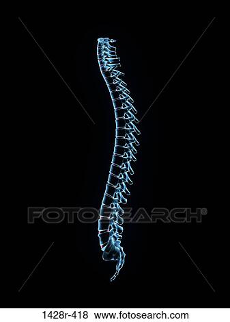 Male spine side view in blue X-ray 3, Digitally Generated Image by Hank Grebe View Large Photo Image Stock Photo - Male spine side view in blue X-ray 3, Digitally Generated Image by Hank Grebe. Fotosearch