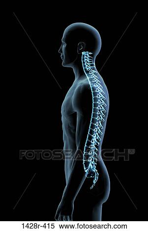 Stock Photography - Male spine side view in blue X-ray, Digitally Generated Image by Hank Grebe. Fotosearch
