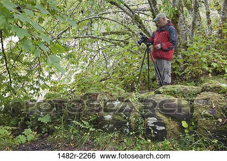 Man photographing in a forest, British Columbia, Canada View Large Photo Image Stock Photograph - Man photographing in a forest, British Columbia, Canada. Fotosearch