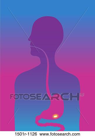 Man swallow pill, cross section, illustration View Large Photo Image Stock Photograph - Man swallow pill, cross section, illustration. Fotosearch