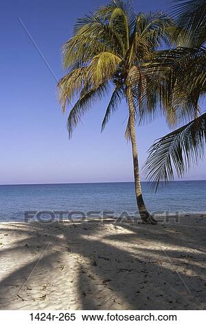 Maria La Gorda Beach Cuba View Large Photo Image Stock Photography - Maria La Gorda Beach Cuba . Fotosearch