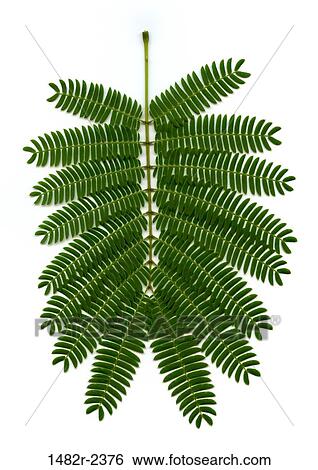 Memosa Leaf View Large Photo Image Stock Photograph - Memosa Leaf. Fotosearch
