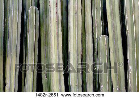 Stock Image - Mexico; Guanajuato; Jalpa. Fotosearch