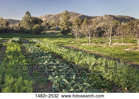 Mexico; Tecate; Rancho La Puerta - all organic garden View Large Photo Image Stock Image - Mexico; Tecate; Rancho La Puerta - all organic garden. Fotosearch
