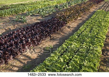 Mexico; Tecate; Rancho La Puerta - all organic garden View Large Photo Image Stock Image - Mexico; Tecate; Rancho La Puerta - all organic garden. Fotosearch