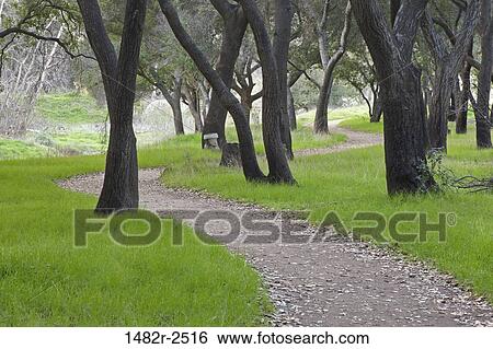 Stock Photograph - Mexico; Tecate; Rancho La Puerta; Coast Live Oak (Quercus agrifolia). Fotosearch
