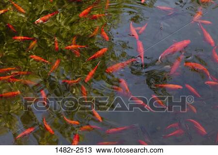 Stock Image - Mexico; Tecate; Rancho La Puerta. Fotosearch