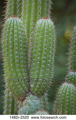 Mexico; Tecate; Rancho La Puerta View Large Photo Image Stock Image - Mexico; Tecate; Rancho La Puerta. Fotosearch