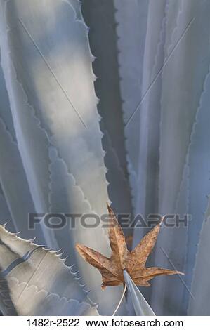 Stock Image - Mexico; Tecate; Rancho La Puerta. Fotosearch