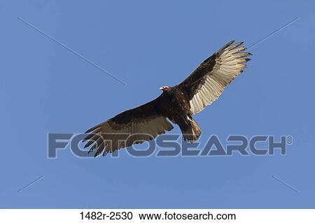 Stock Image - Mexico; Tecate; Rancho La Puerta; soaring turkey vulture. Fotosearch