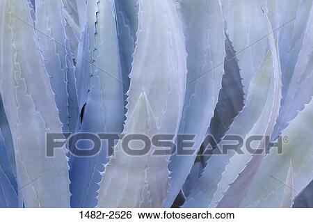 Stock Photograph - Mexico; Tecate; Rancho La Puerta. Fotosearch
