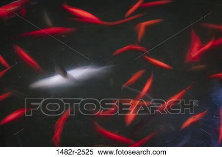 Stock Photography - Mexico; Tecate; Rancho La Puerta. Fotosearch