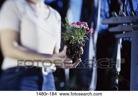 Mid section view of a woman holding a plant sapling View Large Photo Image Picture - Mid section view of a woman holding a plant sapling. Fotosearch