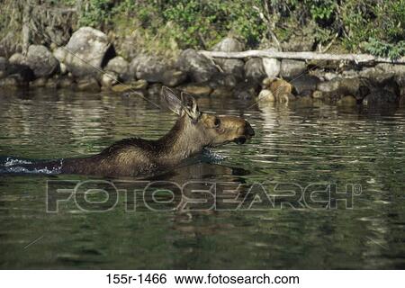Stock Photograph - Moose waist deep in water (Alces alces). Fotosearch