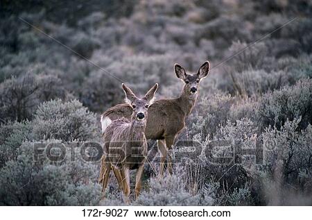 Mule Deer standing in a forest, Washington, USA (Odocoileus hemionus) View Large Photo Image Stock Photo - Mule Deer standing in a forest, Washington, USA (Odocoileus hemionus). Fotosearch