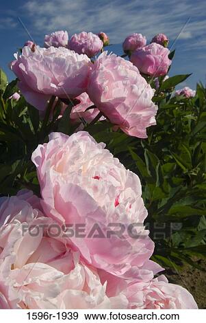 Nick Shaylor Peonies in a garden, Adelman Peony Gardens, Brooks, Marion County, Oregon, USA View Large Photo Image Stock Photo - Nick Shaylor Peonies in a garden, Adelman Peony Gardens, Brooks, Marion County, Oregon, USA. Fotosearch