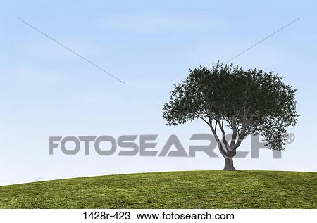 Oak tree and Grass, Digitally Generated Image by Hank Grebe View Large Photo Image Stock Image - Oak tree and Grass, Digitally Generated Image by Hank Grebe. Fotosearch