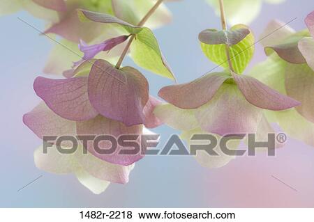Stock Photo - Ornamental Oregano (Kent Beauty), close-up. Fotosearch