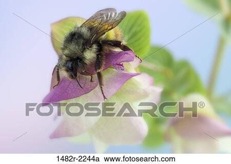 Ornamental Oregano (Kent Beauty) with bumble bee View Large Photo Image Stock Image - Ornamental Oregano (Kent Beauty) with bumble bee. Fotosearch