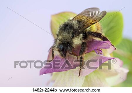 Ornamental Oregano (Kent Beauty) with bumble bee View Large Photo Image Stock Image - Ornamental Oregano (Kent Beauty) with bumble bee. Fotosearch