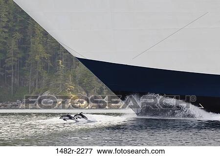 Pacific white-sided dolphins (Lagenorhynchus obliquidens) with cruise ship in a channel, Johnstone Strait, British Columbia, Canada View Large Photo Image Stock Photo - Pacific white-sided dolphins (Lagenorhynchus obliquidens) with cruise ship in a channel, Johnstone Strait, British Columbia, Canada. Fotosearch