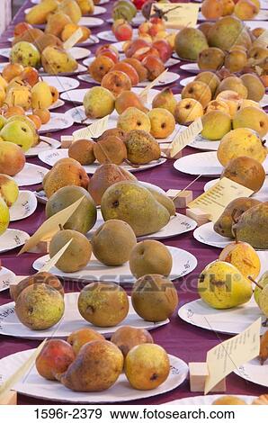Pear samples on plates, Home Orchard Society All About Fruit Show, Washington County Fairgrounds, Hillsboro, Oregon, USA View Large Photo Image Stock Photo - Pear samples on plates, Home Orchard Society All About Fruit Show, Washington County Fairgrounds, Hillsboro, Oregon, USA. Fotosearch
