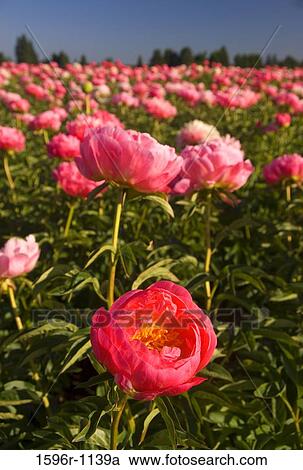 Peonies in a field, Adelman Peony Gardens, Brooks, Marion County, Oregon, USA View Large Photo Image Stock Image - Peonies in a field, Adelman Peony Gardens, Brooks, Marion County, Oregon, USA. Fotosearch