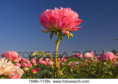 Stock Image - Peonies in a field, Adelman Peony Gardens, Brooks, Marion County, Oregon, USA. Fotosearch