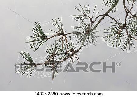 Pine bough with spiderwebs on foggy morning View Large Photo Image Stock Image - Pine bough with spiderwebs on foggy morning. Fotosearch