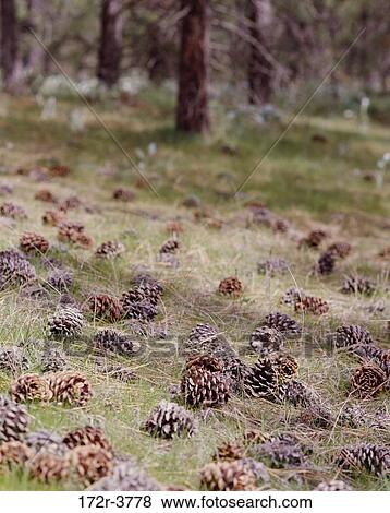 Stock Photo - Pinecones in a forest. Fotosearch