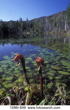 Pitcher plants in a lake, Vulcan Lake, Kalmiopsis Wilderness, Siskiyou National Forest, Oregon, USA View Large Photo Image Stock Photo - Pitcher plants in a lake, Vulcan Lake, Kalmiopsis Wilderness, Siskiyou National Forest, Oregon, USA. Fotosearch