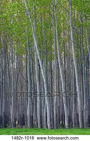 Poplar trees in a forest, Oregon, USA View Large Photo Image Stock Photograph - Poplar trees in a forest, Oregon, USA. Fotosearch