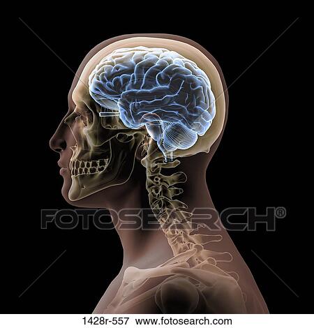 Profile of man's head and shoulders with semi-transparent skull and spine View Large Photo Image Stock Photo - Profile of man's head and shoulders with semi-transparent skull and spine. Fotosearch