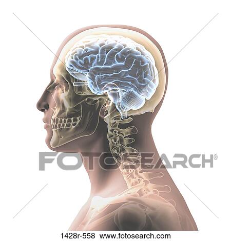 Profile of man's head and shoulders with semi-transparent skull and spine View Large Photo Image Stock Photo - Profile of man's head and shoulders with semi-transparent skull and spine. Fotosearch
