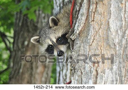 Raccoon (Procyon lotor) peers out from behind a tree, New Brunswick, Canada View Large Photo Image Picture - Raccoon (Procyon lotor) peers out from behind a tree, New Brunswick, Canada. Fotosearch