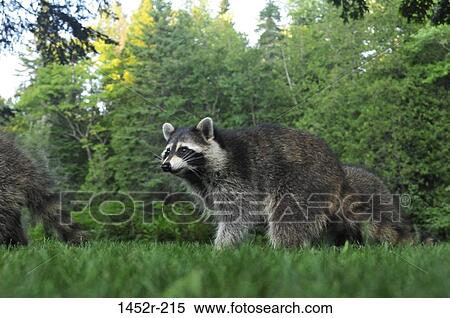 Raccoons (Procyon lotor) in a field, New Brunswick, Canada View Large Photo Image Stock Photography - Raccoons (Procyon lotor) in a field, New Brunswick, Canada. Fotosearch