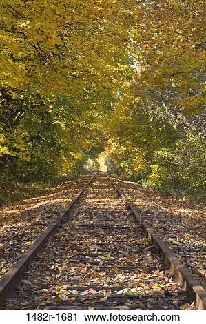 Railroad track passing through a forest, Oregon, USA View Large Photo Image Stock Image - Railroad track passing through a forest, Oregon, USA. Fotosearch
