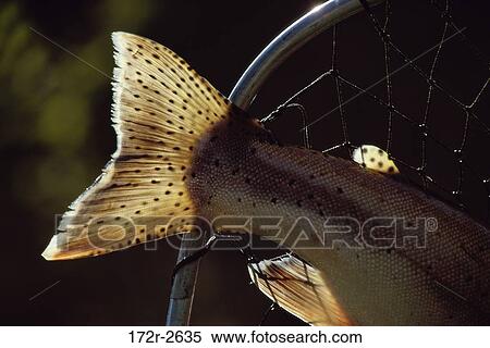 Stock Photography - Rainbow trout in a net. Fotosearch