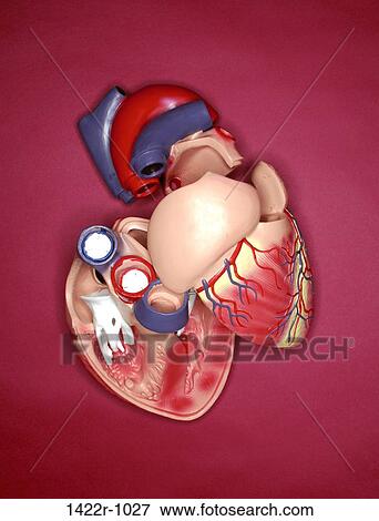 Stock Photo - Realistic plastic human heart model. Fotosearch