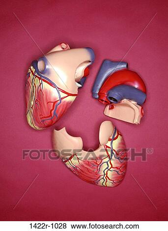 Stock Photo - Realistic plastic human heart model. Fotosearch