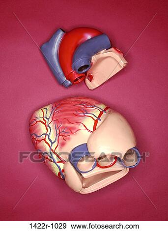Realistic plastic human heart model View Large Photo Image Stock Photo - Realistic plastic human heart model. Fotosearch